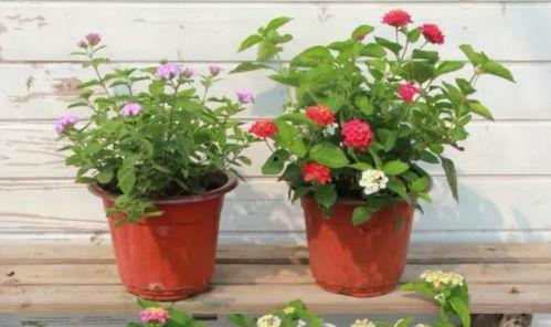 陶虹车祸爆料视频最新消息,事故详情及各方回应揭晓  第3张